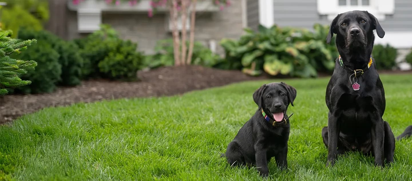 Lawn Pride brand photo