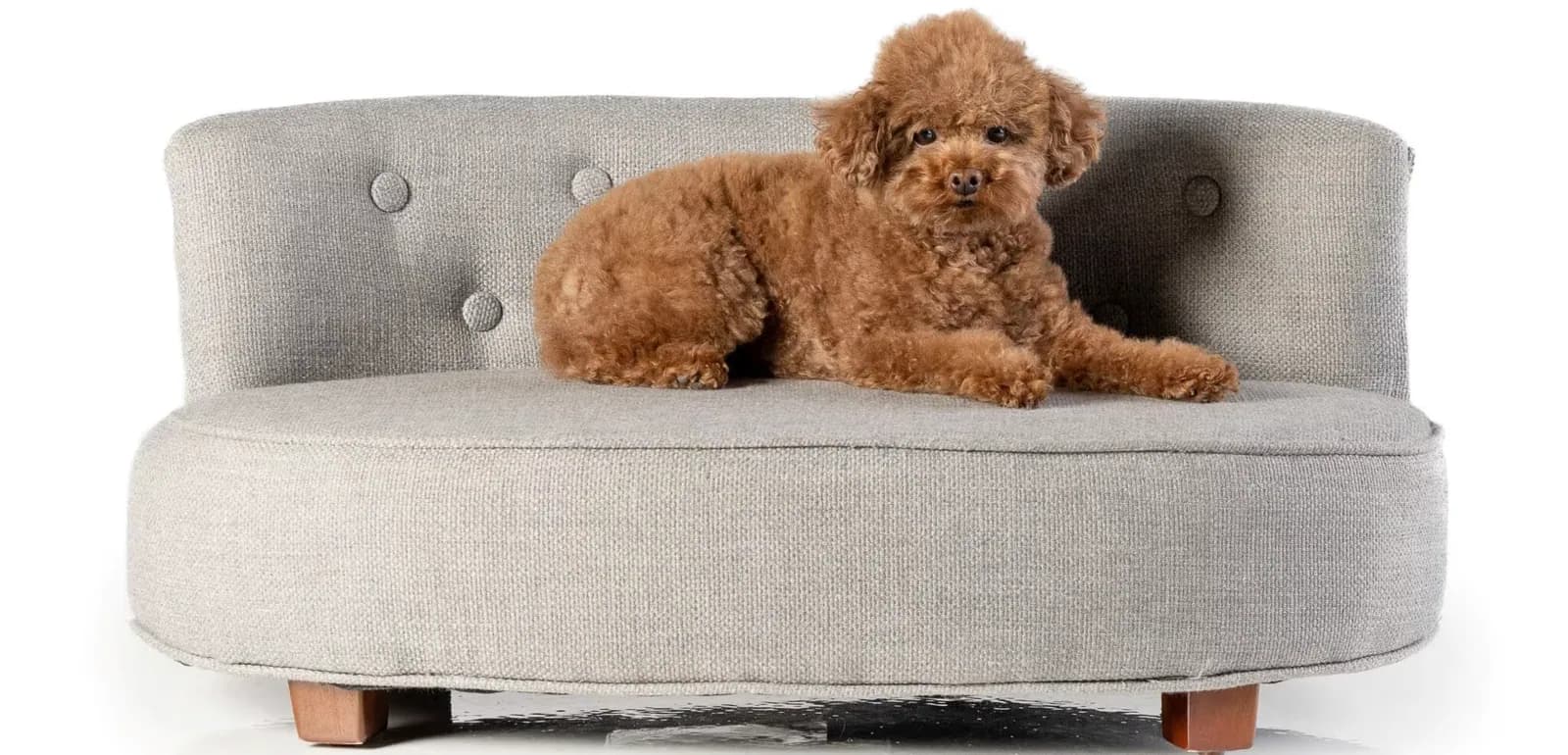 Petite Pup brand photo
