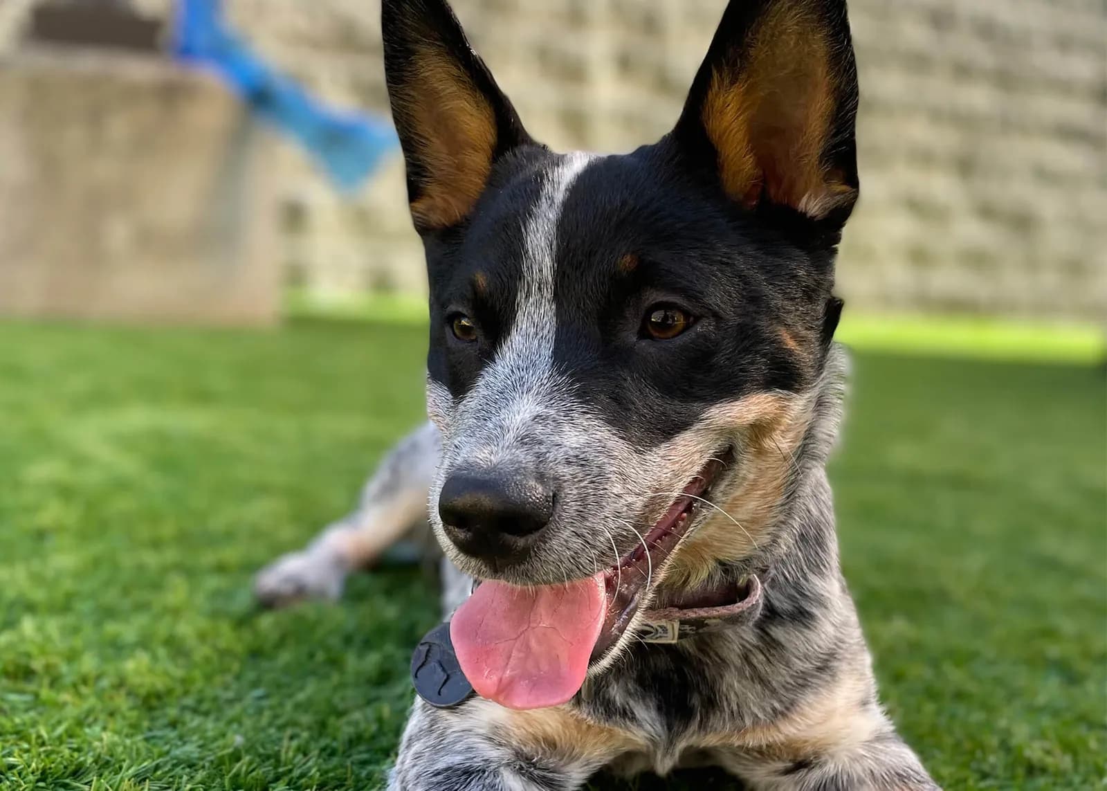 Playful Pack Dog Daycare brand photo